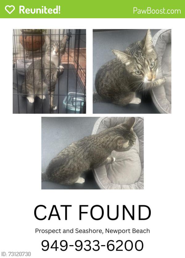 Reunited Unknown Cat last seen ON BEACH AT PROSPECT/SEASHORE, Newport Beach, CA 92663