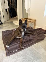 Reunited Male Dog last seen Grand firs, Graham, WA 98375