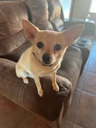 Reunited Male Dog last seen San Joaquin and bopp rd, Tucson, AZ 85735