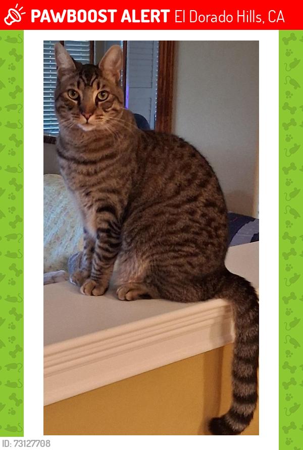 Lost Male Cat last seen Villagio Drive and Garlenda, El Dorado Hills, CA 95762