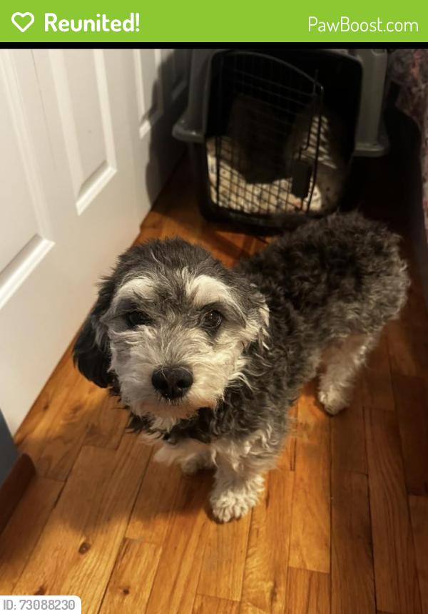 Reunited Female Dog last seen Morton and going up East Everett, Spokane, WA 99207
