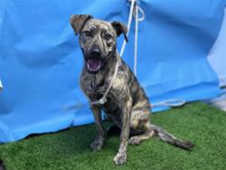 Shelter Stray Female Dog last seen , 216 W Victoria St, Gardena, CA 90248, USA