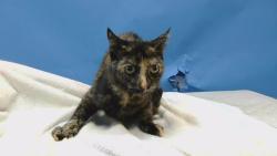 Shelter Stray Female Cat last seen , 216 W Victoria St, Gardena, CA 90248, USA