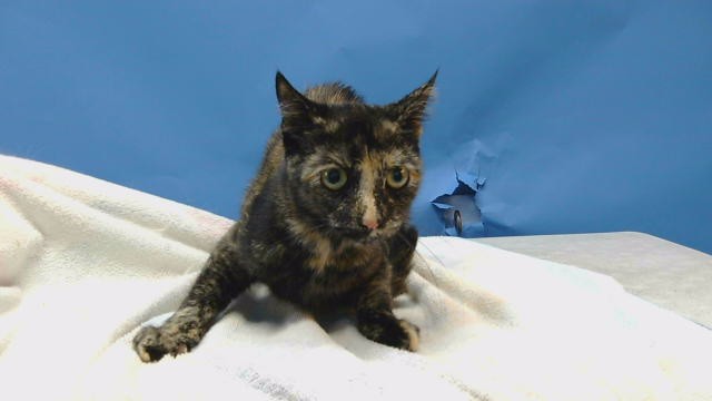 Shelter Stray Female Cat last seen , 216 W Victoria St, Gardena, CA 90248, USA
