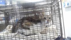 Shelter Stray Female Cat last seen Near BLOCK FOLSOM@5TH ST, 1419 Bryant St, San Francisco, CA 94103, USA