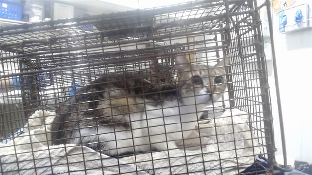 Shelter Stray Female Cat last seen Near BLOCK FOLSOM@5TH ST, 1419 Bryant St, San Francisco, CA 94103, USA