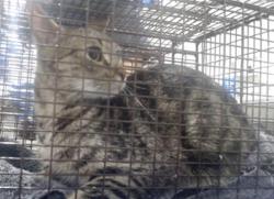 Shelter Stray Female Cat last seen Near BLOCK FOLSOM@5TH ST, 1419 Bryant St, San Francisco, CA 94103, USA