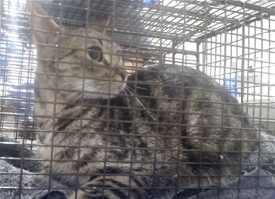 Shelter Stray Female Cat last seen Near BLOCK FOLSOM@5TH ST, 1419 Bryant St, San Francisco, CA 94103, USA