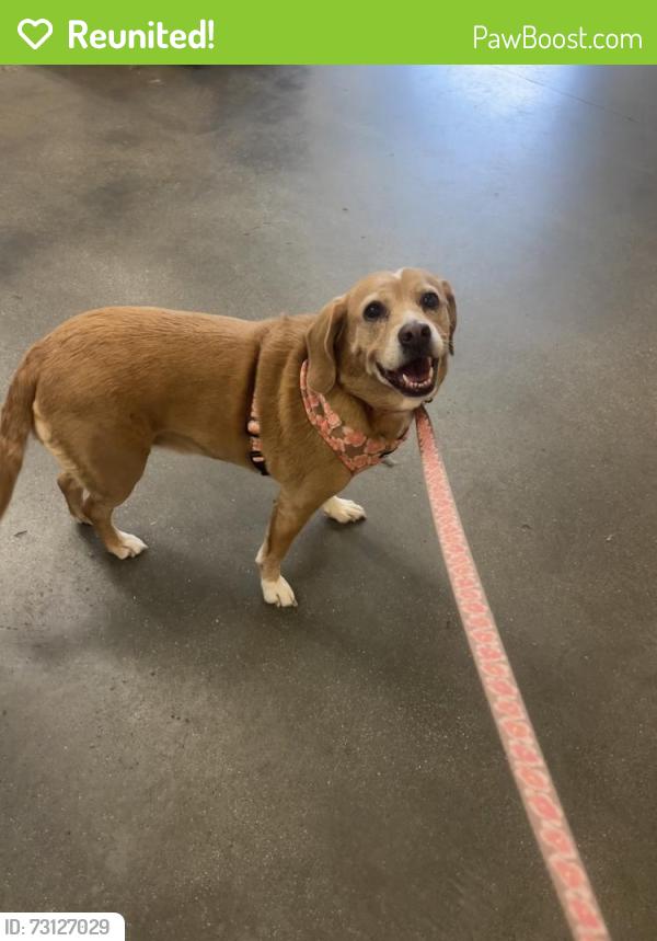 Reunited Female Dog last seen Near Sherwood Forest RD, Chesapeake, VA 23322