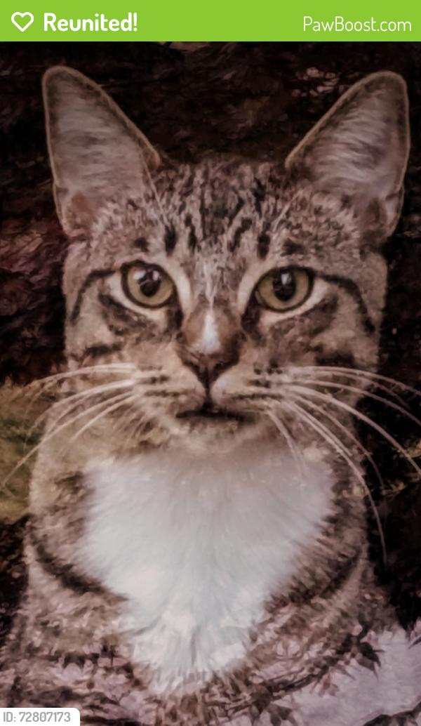 Reunited Male Cat last seen Roswell Rd & E. Piedmont Rd, Marietta, GA 30068