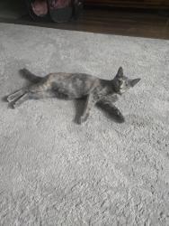 Lost Female Cat last seen Stefko Blvd, Bethlehem, PA 18017