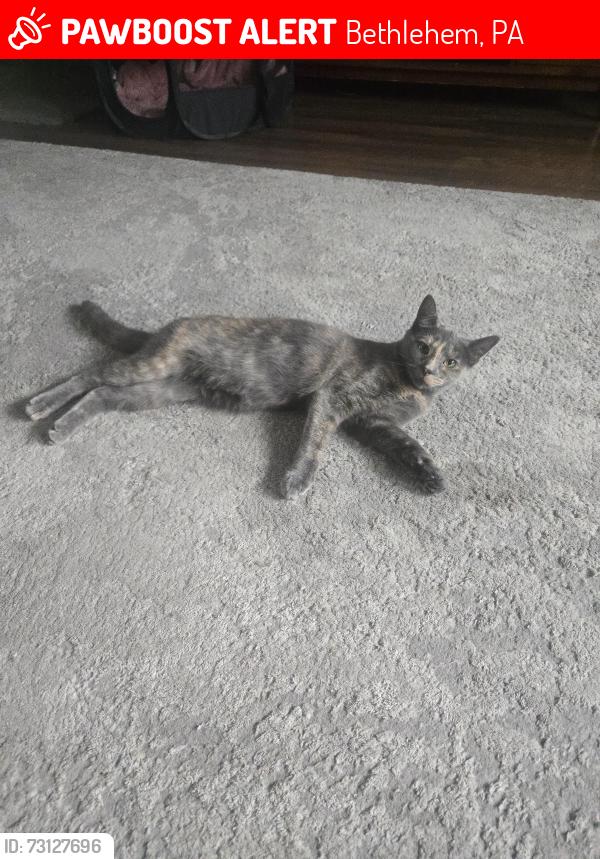 Lost Female Cat last seen Stefko Blvd, Bethlehem, PA 18017