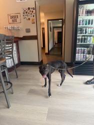 Found/Stray Male Dog last seen Hop Farm Brewery, Pittsburgh, PA 15201