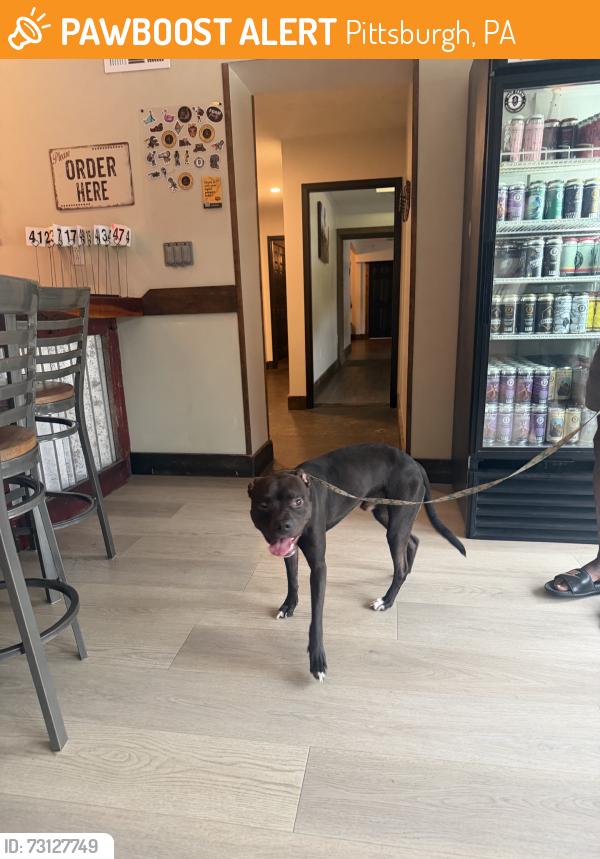 Found/Stray Male Dog last seen Hop Farm Brewery, Pittsburgh, PA 15201