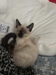 Reunited Female Cat last seen Street I, Greeley, CO 80634