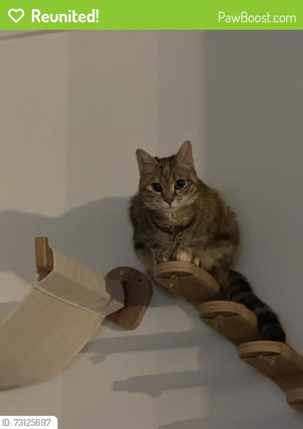 Reunited Female Cat last seen E Franklin St & Cemetery Dr, Centerville, OH 45459
