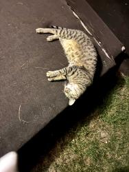 Found/Stray Unknown Cat last seen 30th str, Indianapolis, IN 46218