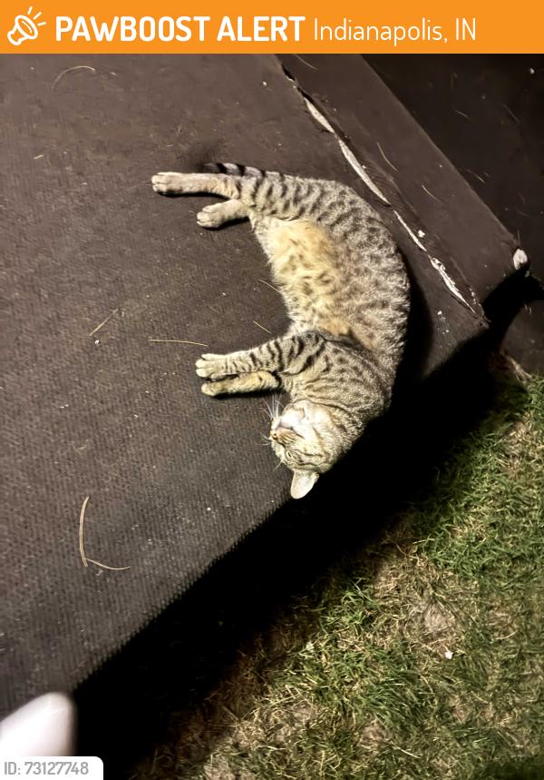 Found/Stray Unknown Cat last seen 30th str, Indianapolis, IN 46218