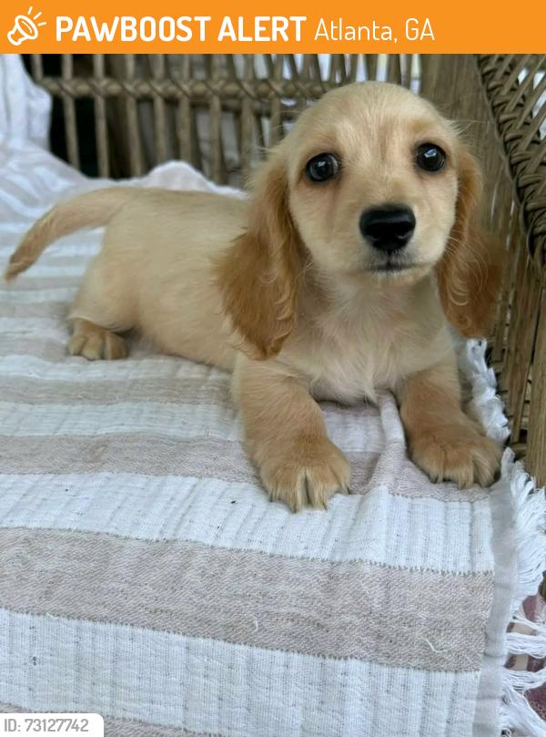 Found/Stray Female Dog last seen Atlanta Georgia, Atlanta, GA 30349