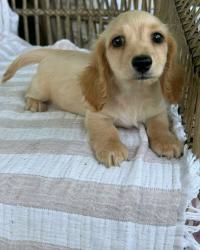 Found/Stray Female Dog last seen Atlanta Georgia, Atlanta, GA 30349