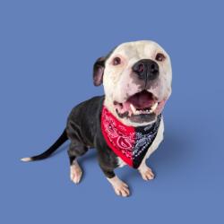 Shelter Stray Male Dog last seen Near BLOCK SHATTUCK AVE, TAFT CA 93268, 3951 Fruitvale Ave, Bakersfield, CA 93308, USA