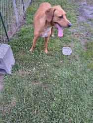 Found/Stray Male Dog last seen Pamlico Cir, Norfolk va, Norfolk, VA 23513