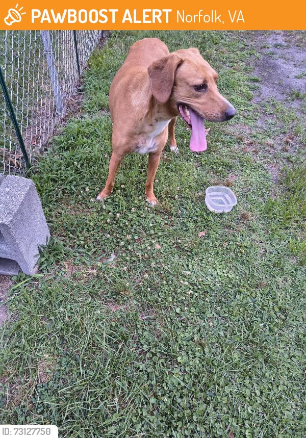 Found/Stray Male Dog last seen Pamlico Cir, Norfolk va, Norfolk, VA 23513