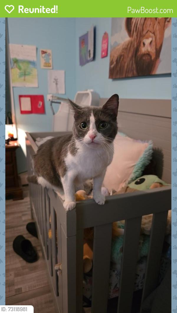 Reunited Female Cat last seen Route 50 by Dave's Auto, Woodbine, NJ 08270