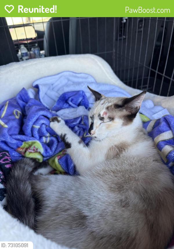 Reunited Female Cat last seen Combie, LOP, Auburn, CA 95603
