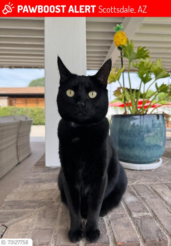 Lost Female Cat last seen 52nd st and cactus, Scottsdale, AZ 85254