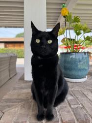 Lost Female Cat last seen 52nd st and cactus, Scottsdale, AZ 85254