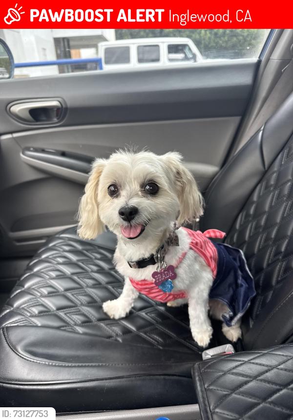 Lost Female Dog last seen baba boba, Inglewood, CA 90305