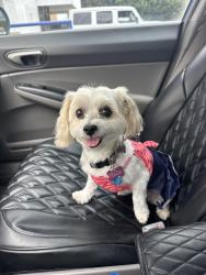 Lost Female Dog last seen baba boba, Inglewood, CA 90305