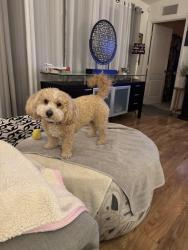 Lost Female Dog last seen Near Sandal Dunes ln, Fort Myers, FL 33913