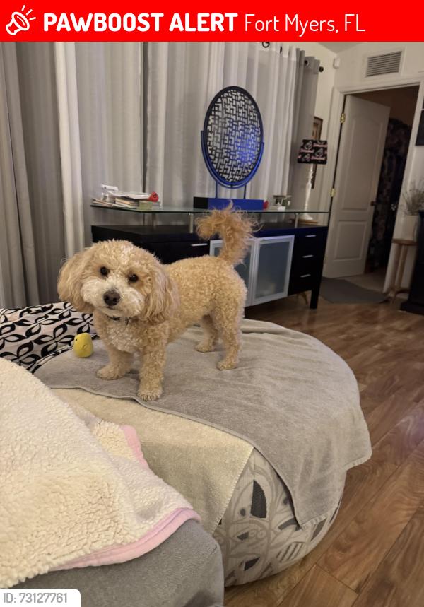 Lost Female Dog last seen Near Sandal Dunes ln, Fort Myers, FL 33913