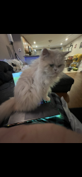 Lost Female Cat last seen Davinci Drive and Capri, Philadelphia, PA 19145
