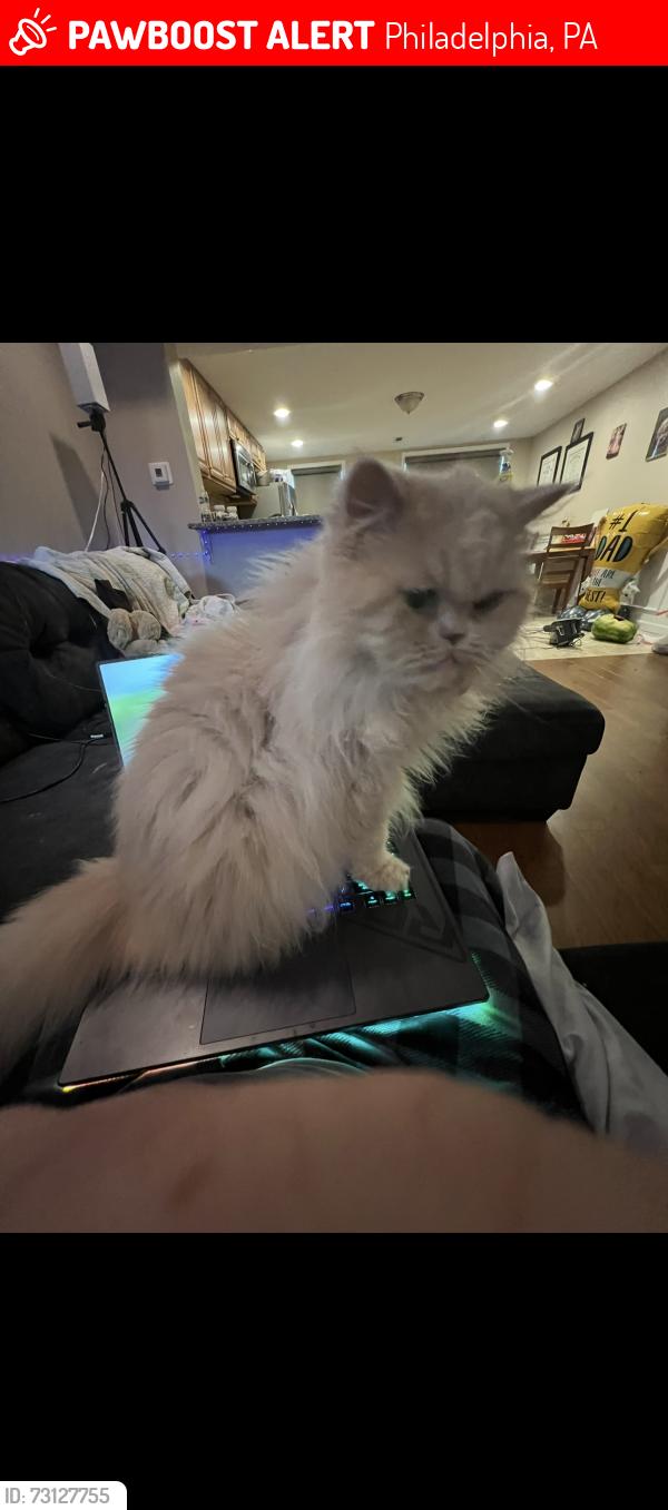 Lost Female Cat last seen Davinci Drive and Capri, Philadelphia, PA 19145