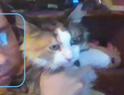 Reunited Female Cat last seen Tabernacle, Ennis, TX 75119