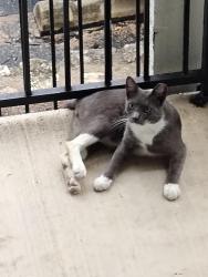 Found/Stray Male Cat last seen Vance Jackson at Waters at Elm Creek, San Antonio, TX 78230