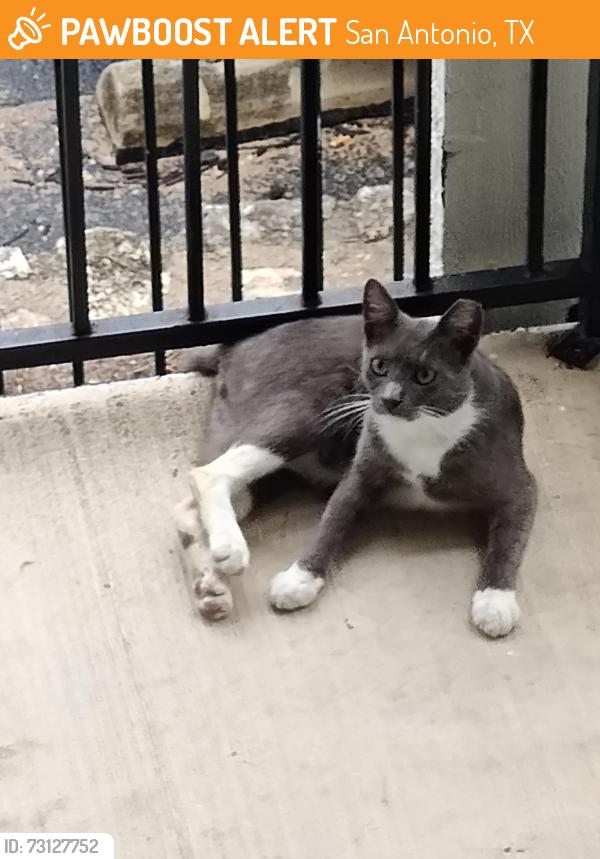Found/Stray Male Cat last seen Vance Jackson at Waters at Elm Creek, San Antonio, TX 78230