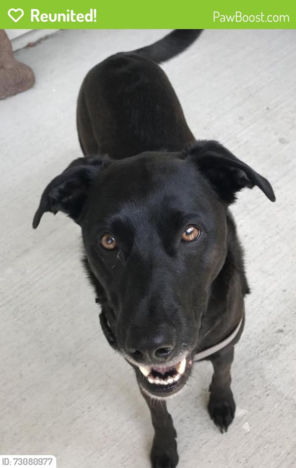 Reunited Female Dog last seen Pine Ridge dr. & Walter Dr., Modesto, Ca, near Virginia Parks Elementary School, Modesto, CA 95351