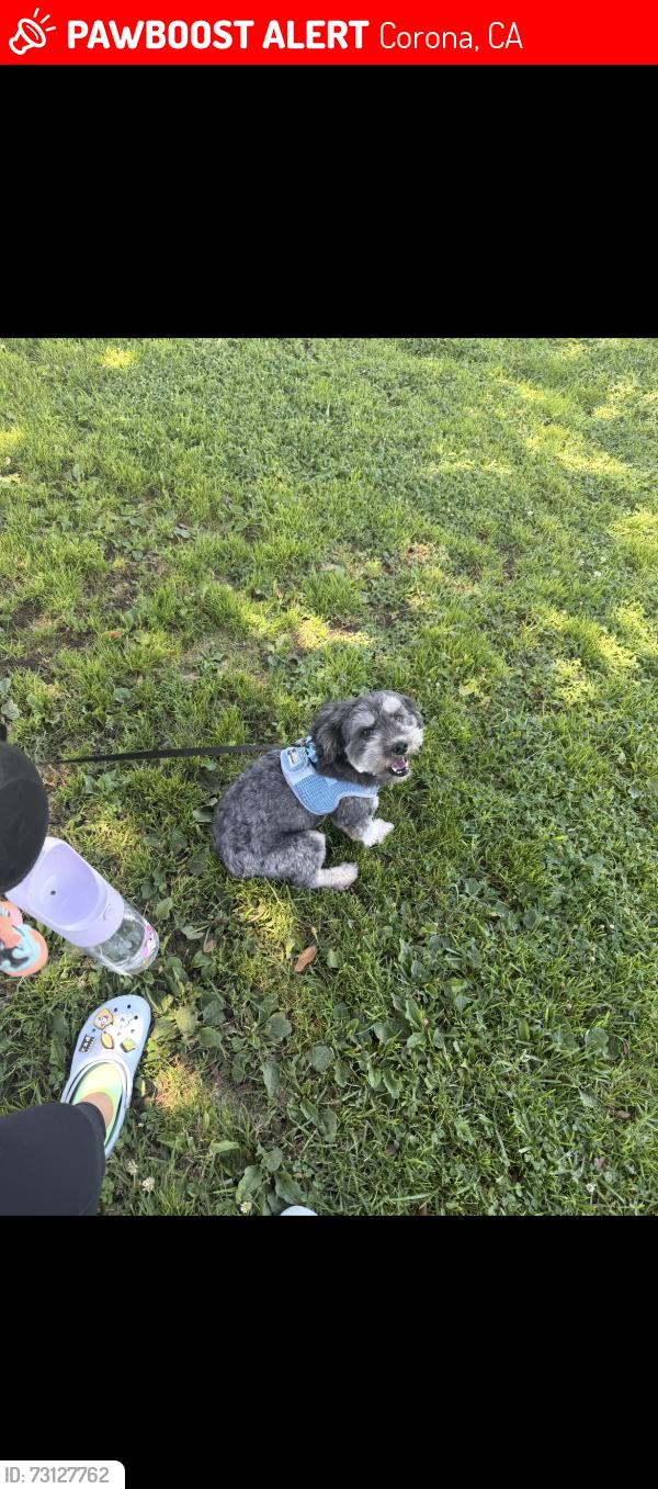 Lost Male Dog last seen Border and misty mountain, Corona, CA 92882