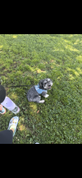 Lost Male Dog last seen Border and misty mountain, Corona, CA 92882