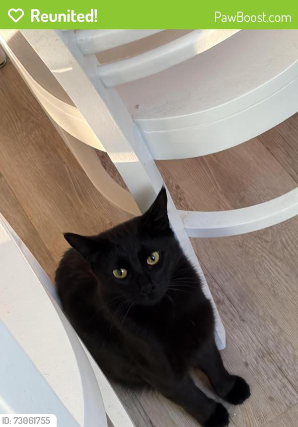 Reunited Female Cat last seen Peterson’s, Riverton, UT 84065