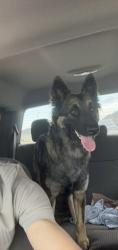 Reunited Female Dog last seen Tamarron, Fulshear, TX 77441