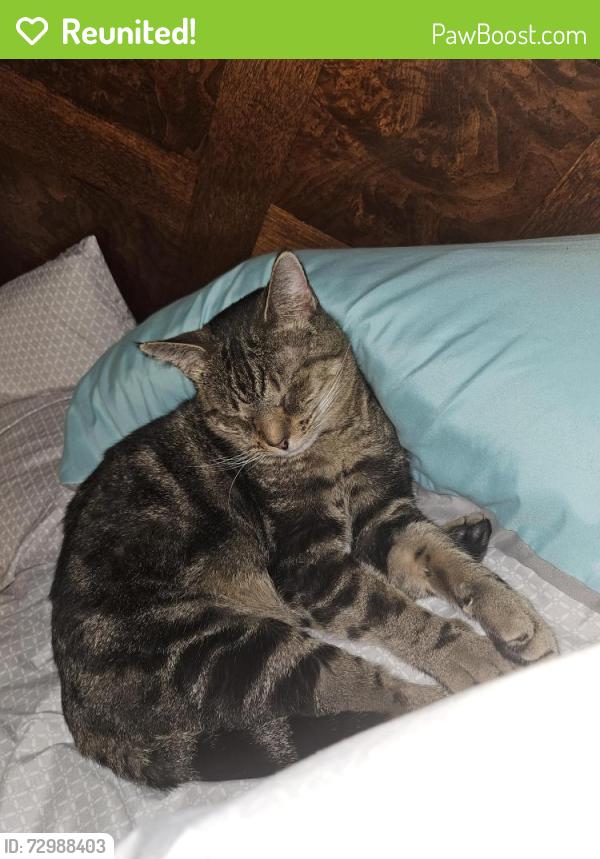 Reunited Male Cat last seen Cantrick school Maywood Ave, Monroe, MI 48162