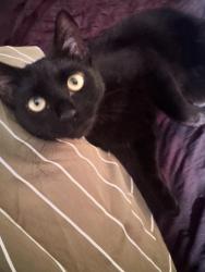 Lost Female Cat last seen Castlegate dr w, Castle Rock, CO 80108