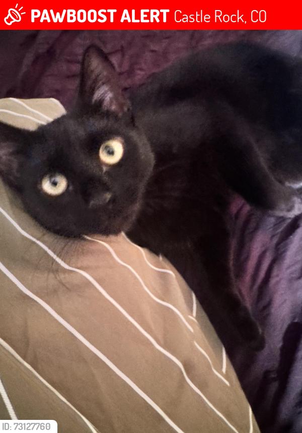 Lost Female Cat last seen Castlegate dr w, Castle Rock, CO 80108