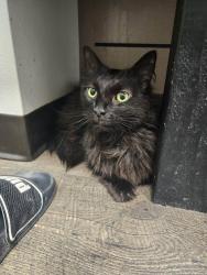 Lost Male Cat last seen Mainstreet and Harwood in Euless, but we live on Harris Dr., Euless, TX 76039