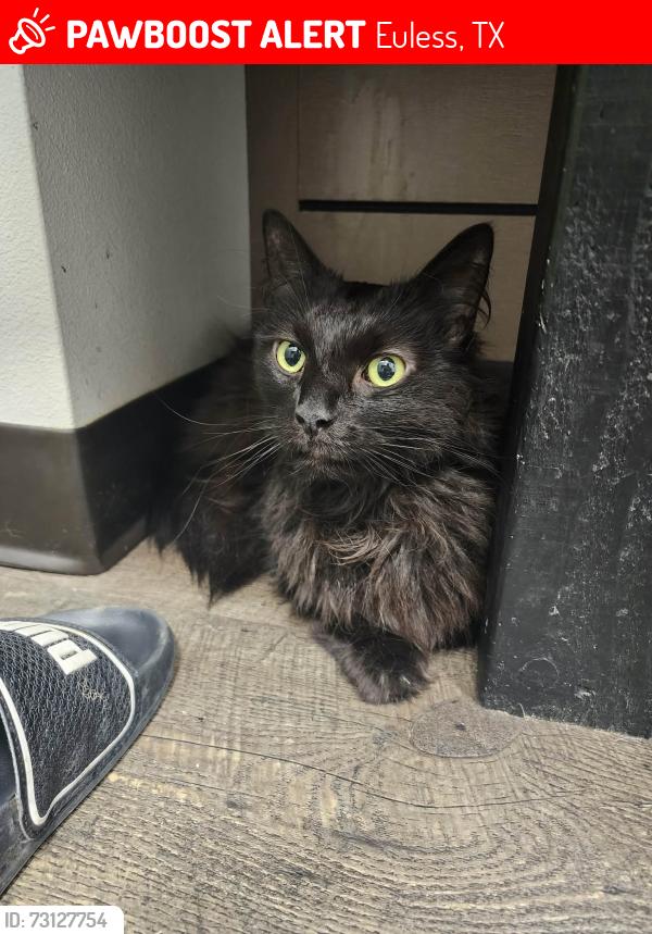 Lost Male Cat last seen Mainstreet and Harwood in Euless, but we live on Harris Dr., Euless, TX 76039